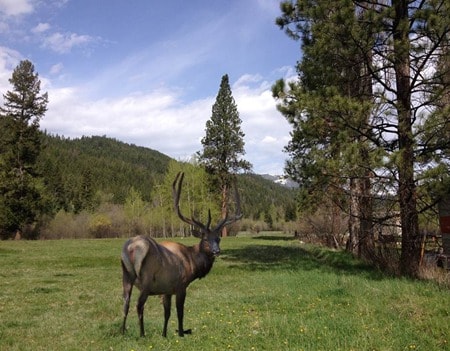 Roosevelt elk herd grazing near the California coast