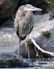 Great blue heron standing on rocks by the water